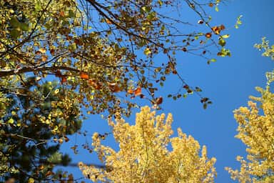 a tree with yellow leaves and blue sky