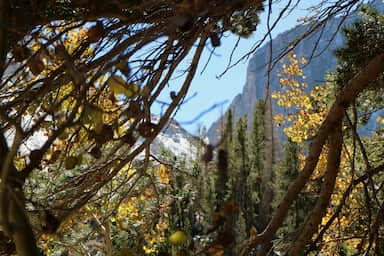 a tree with yellow leaves and a mountain in the background