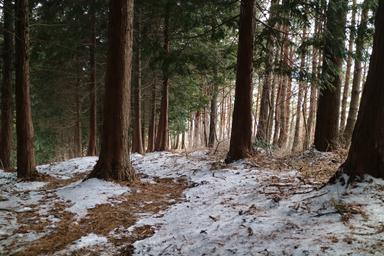 Forest with snow on the ground
