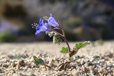 Tiny plant with purple flowers surrounded by stones